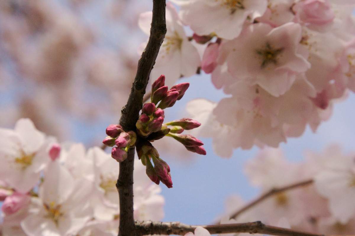 A close up shot. In the middle of the image is a single tree branch with deep pink buds. In the background, slightly out of focus are light pink flowers and a blue sky.