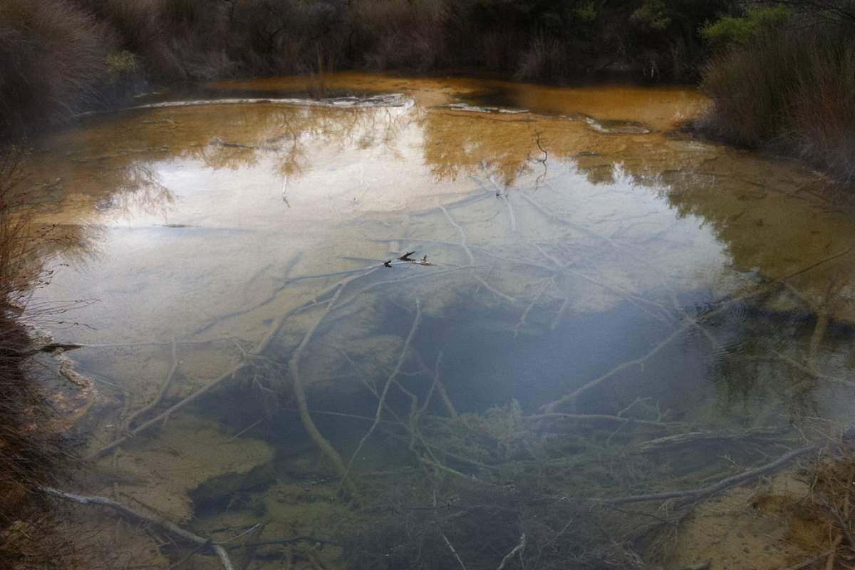 A photograph of what appears to be a pond. Green-brown algae is on the edges. In the middle of the photograph and the pond, you can see below the water's surface. What you can see is seaweed. A few dark blue spaces.