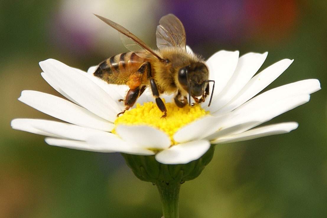 A close-up image of a bee on a white flower. The bee and flower are in the center of the image. The background is blurry and mostly green, but in top behind the bee and its wings, there are out of focus purple and red splotches.