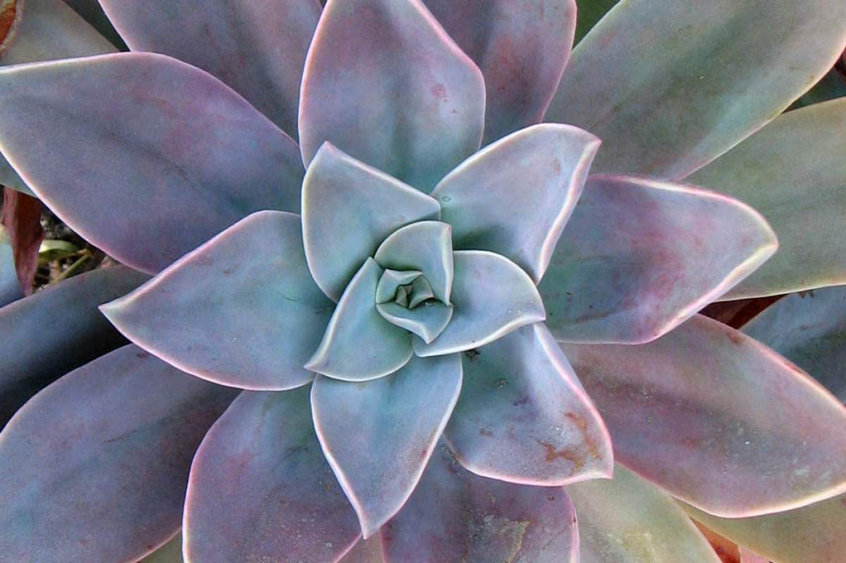 A close-up shot of a succulent plant from overhead. It fills the entire screen. Its leaves are a light green in the center and the beginning, but on the outside edges, the majority of the leaves are a dusky purple.