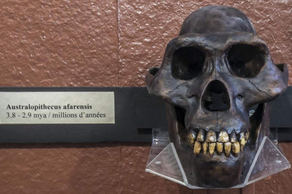 On the left is a white placard with a black border that reads: Australopithecus Afarensis 3.8-2.9 mya/millions d' annees Next to that is a skull of an Australopithecus Afarensis. It's dark brown and the teeth are yellow.