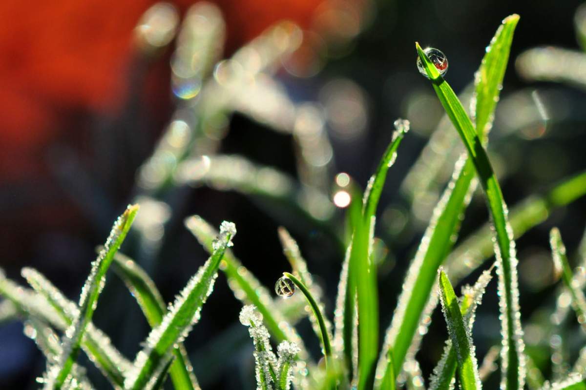 Close-up of grass with frost and drops of dew on it. In the background, out of focus more grass, dark red in the top left corner.