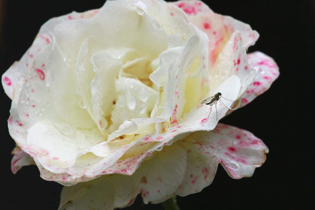 A beautiful white flower with pink marks on the petals of the outer rim. A long mosquito is on one of the petals. The background is black. There are also dew drops on the flower.