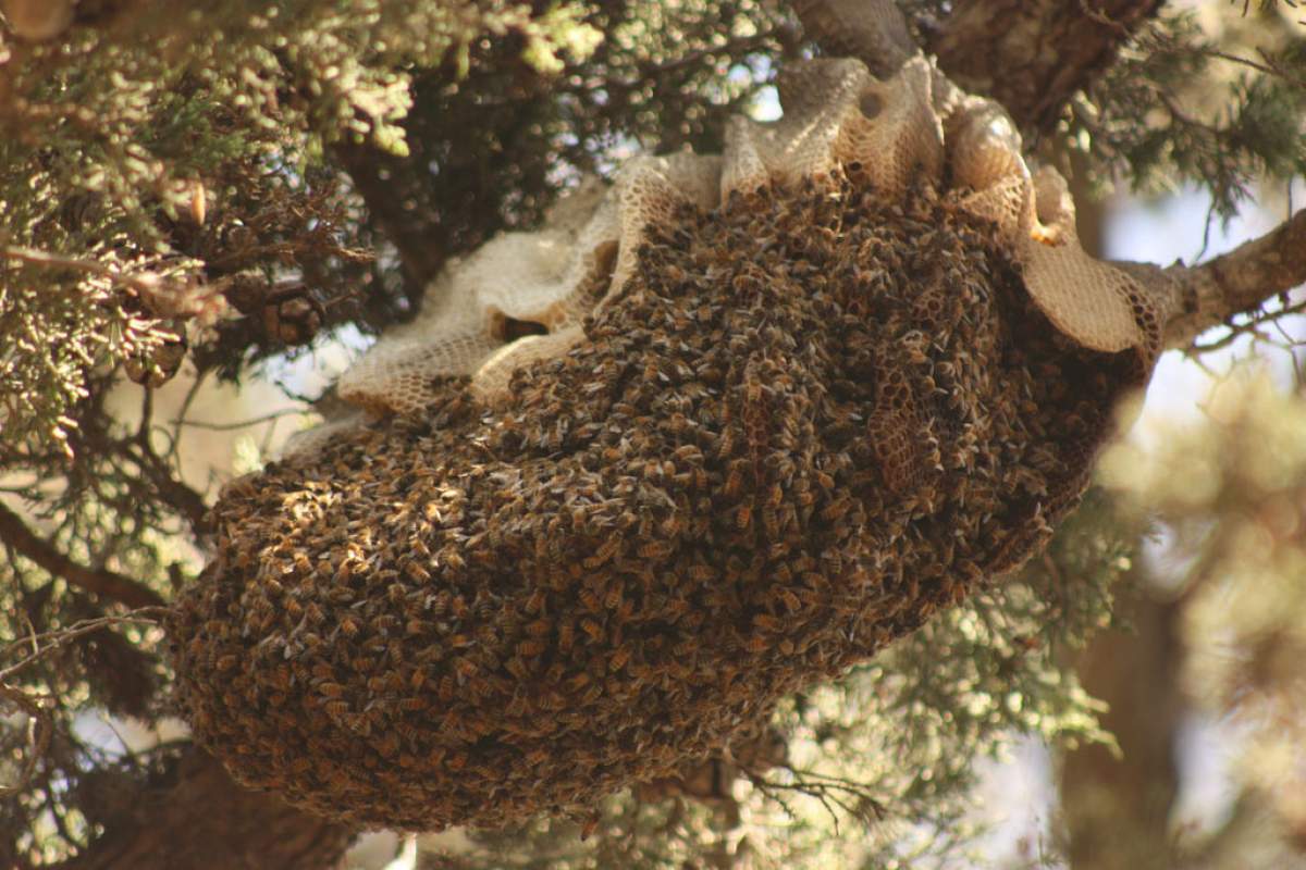 A close image of a beehive on a tree branch. The hive is in the center of the image, and it is covered in yellow and black striped bees.