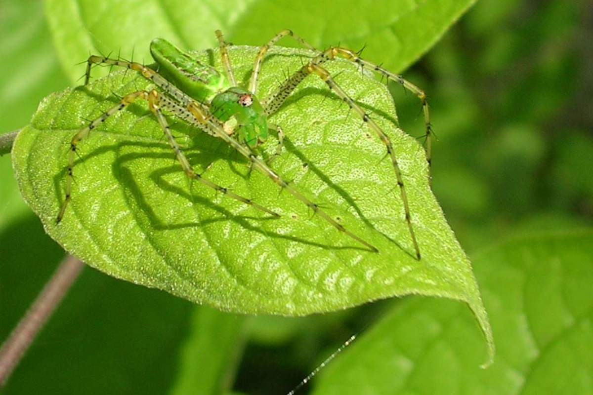 A green spider on a matching green leaf