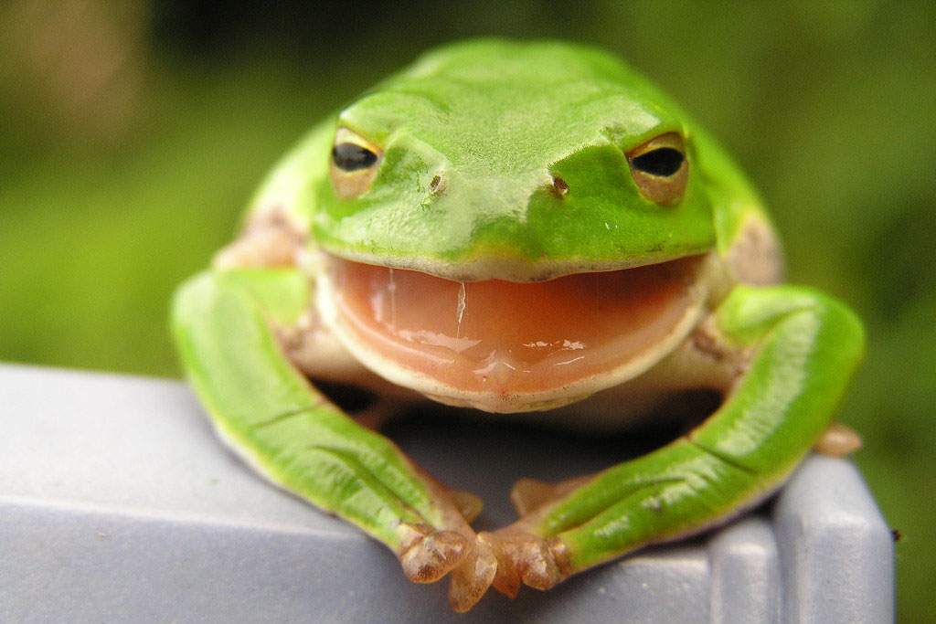 A close-up image on a frog. The frog is bright green. Its mouth is open and bright pink.