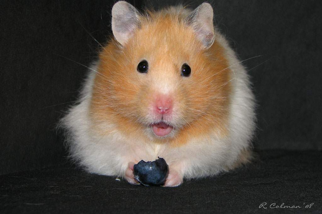 A ginger and white hamster with its mouth open, holding a bitten-into blueberry.