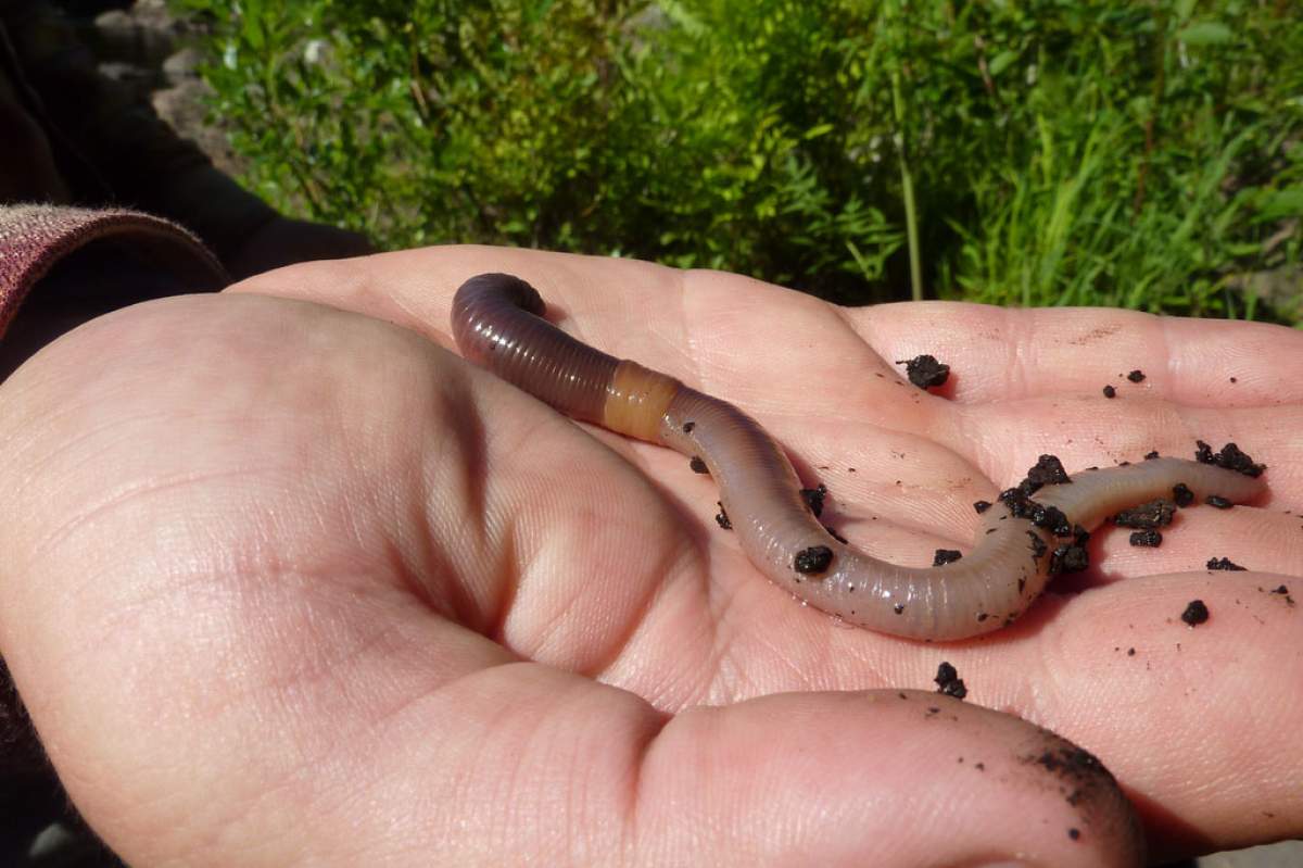 An earthworm on a person's hand. Some black soil is sprinkled across the worm and the person's palm.