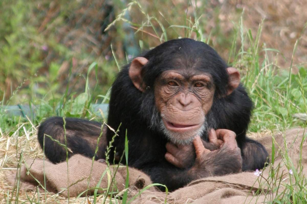 A baby chimpanzee facing the camera.
