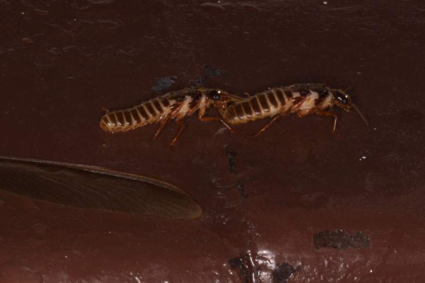 two termites flying