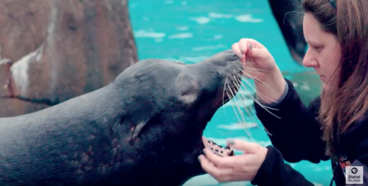 A woman looking into a sea lion's mouth