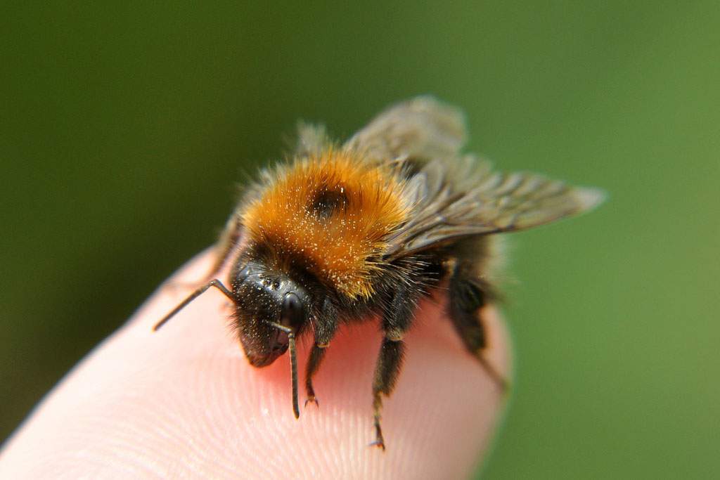 A bee on a fingertip