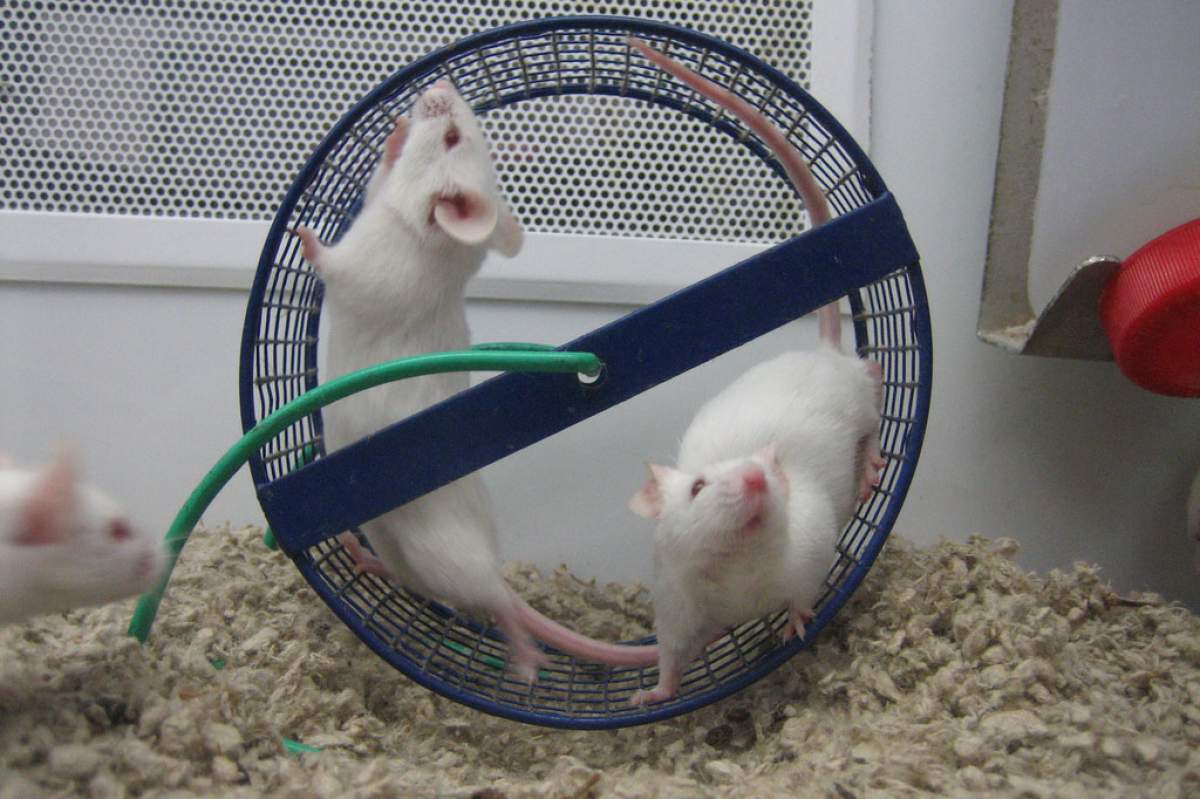 three mice: two in a running wheel, one with only head visible on the left