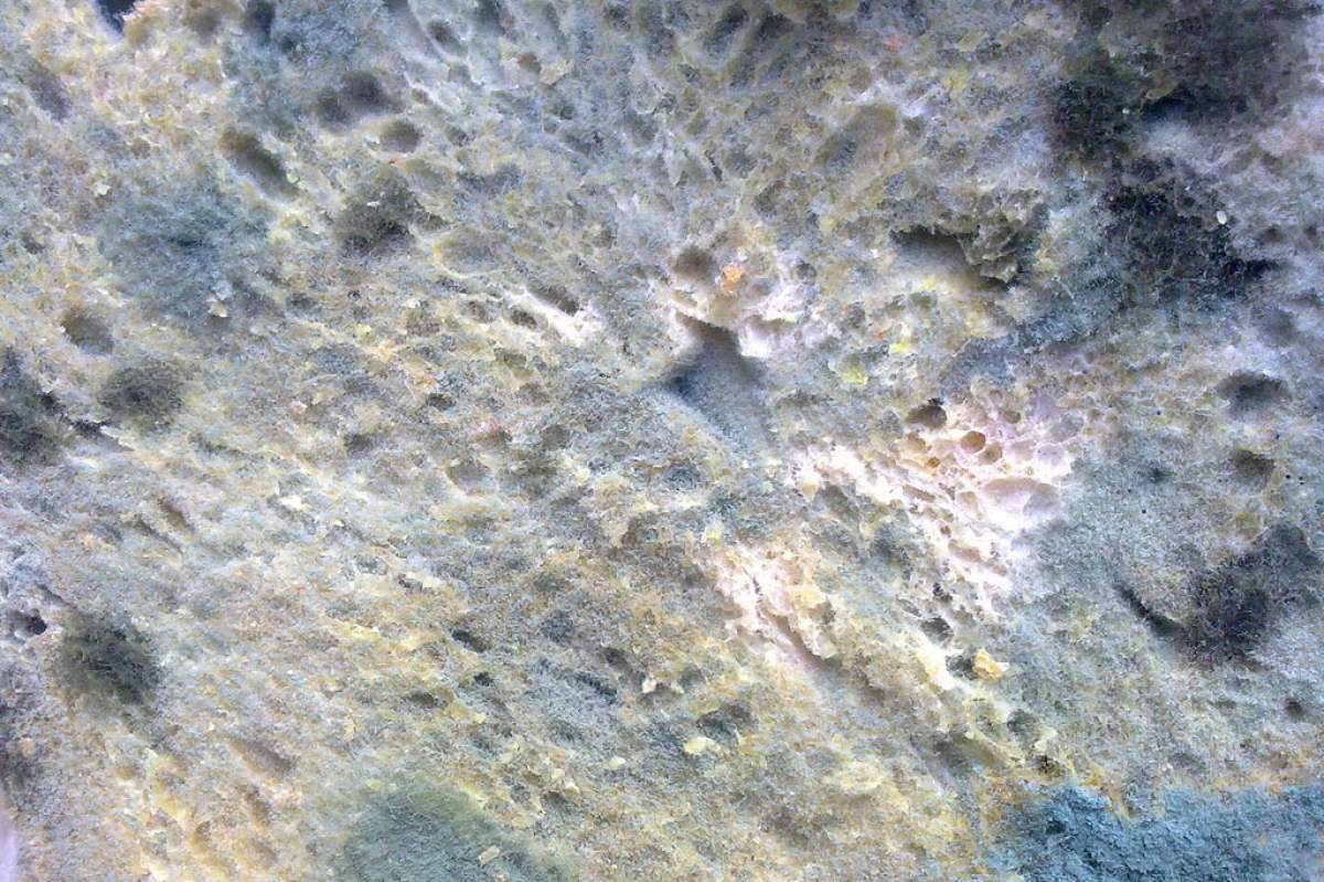 a close-up image of moldy bread