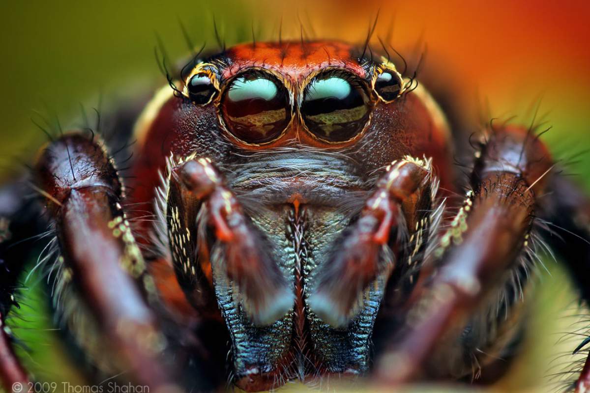 a close-up image of an adult male jumping spider