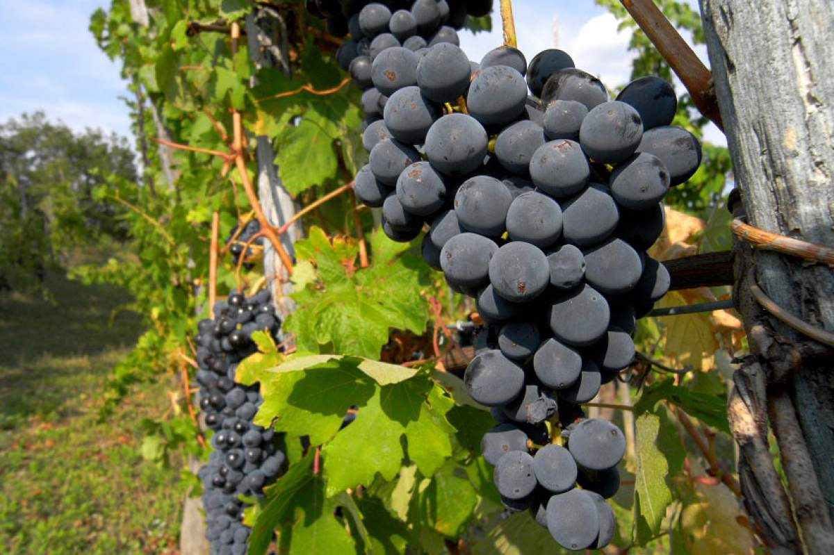 grapes on a grape vine