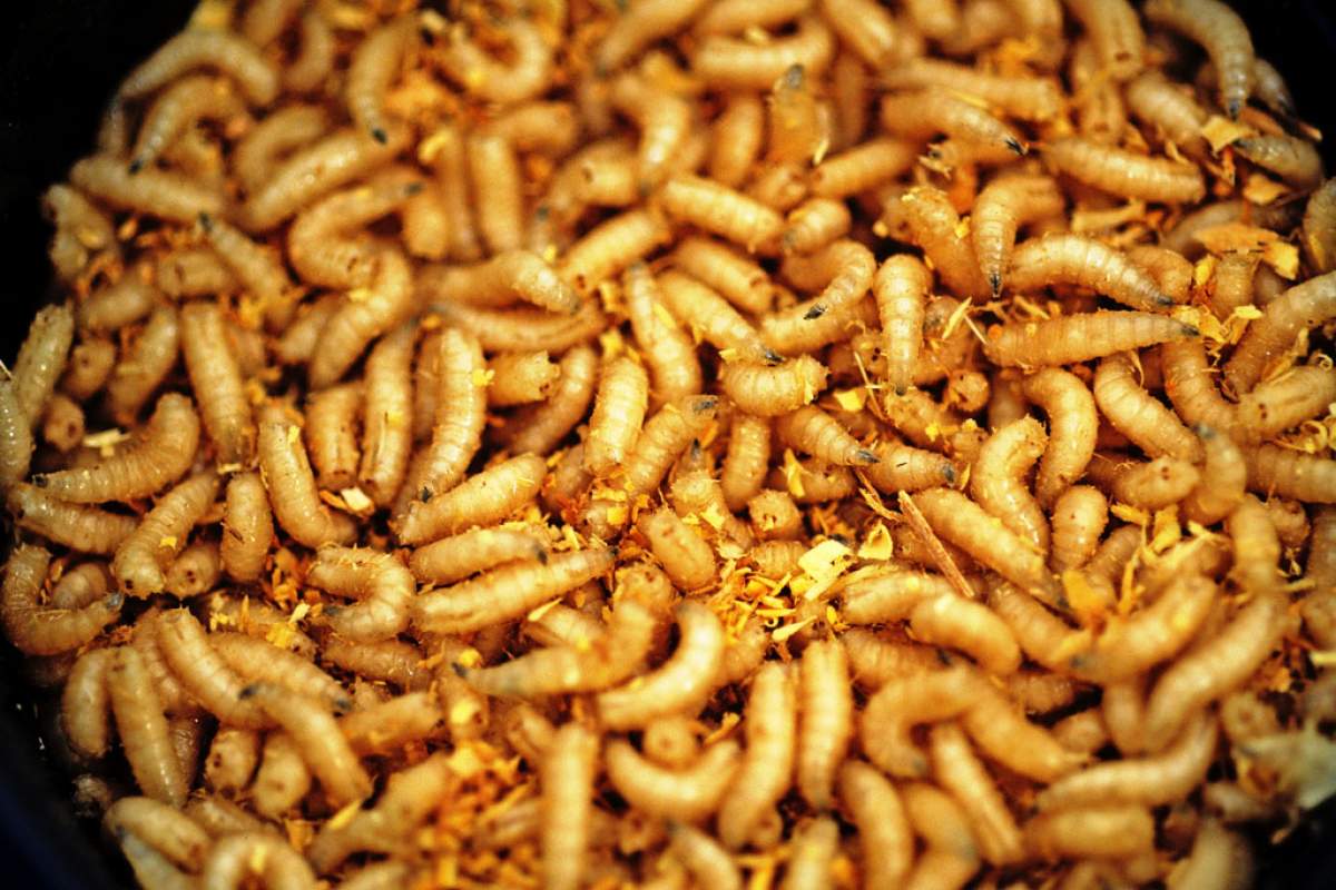 a pile of waxworms