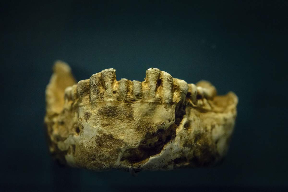 a jawbone fragment of a homo naledi skull