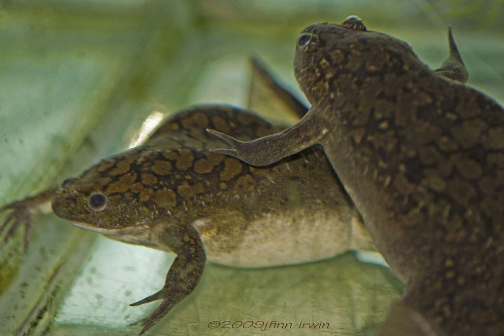 two african clawed foot frogs