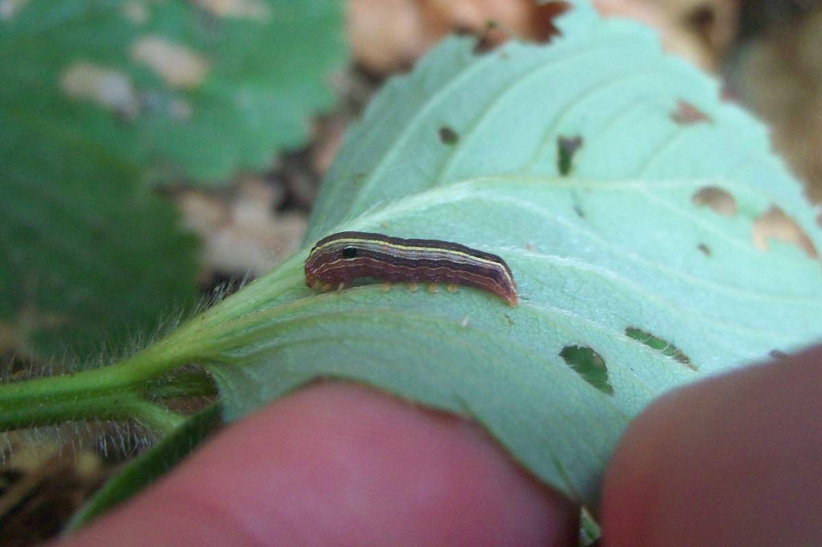 an armyworm on a strawberry leaf.