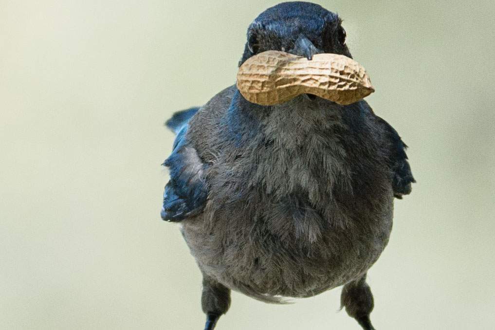 a scrub jay with a peanut in its beak