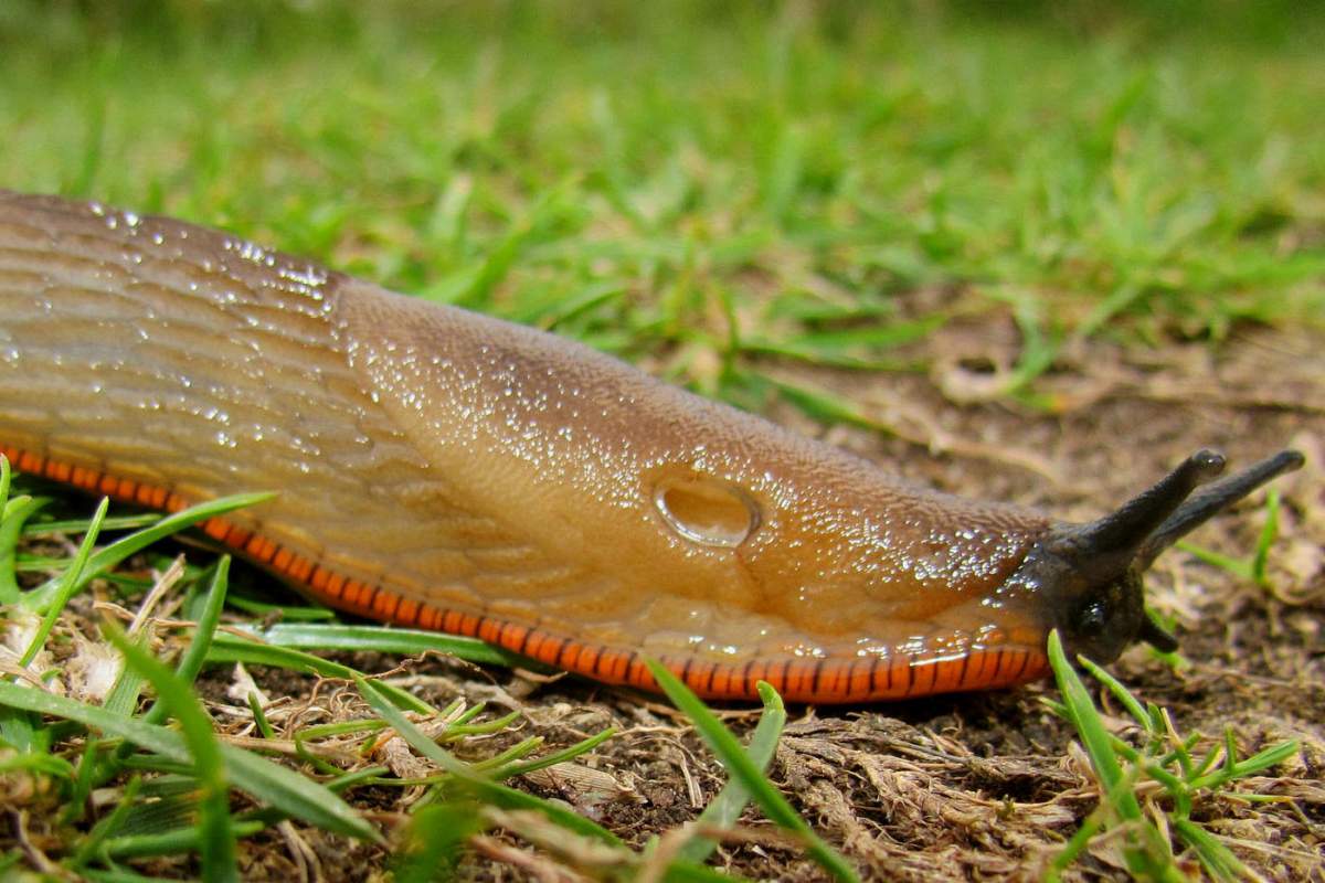 a slug in grass