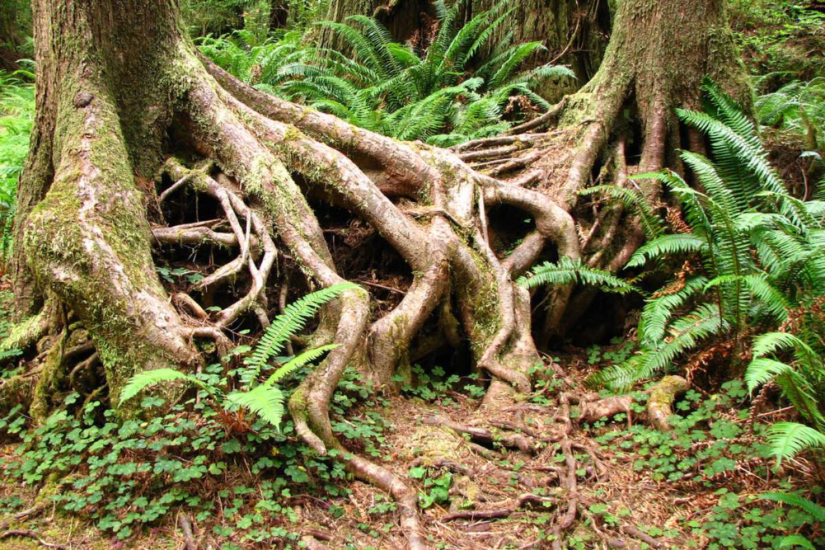 spruce tree roots