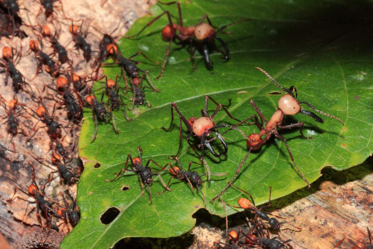 army ants on a green leaf