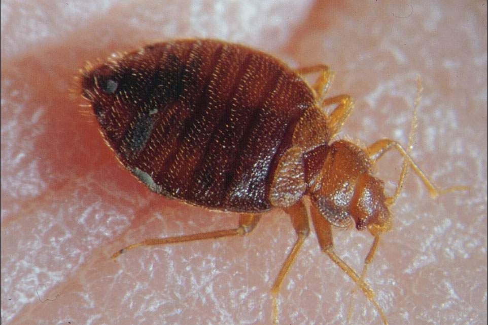 a close-up image of a bed bug
