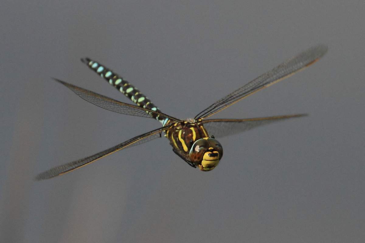 a common hawker dragonfly