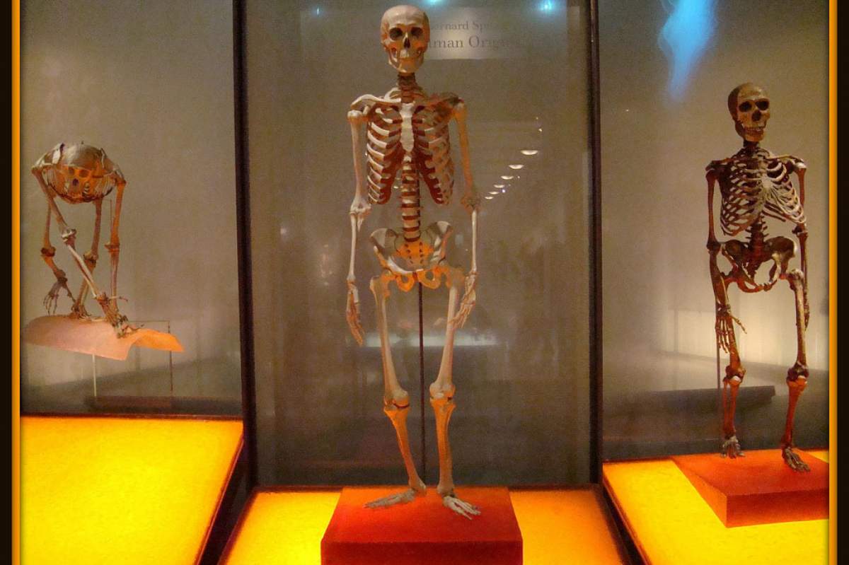 a chimpanzee skeleton, a human skeleton, and neanderthal skeleton