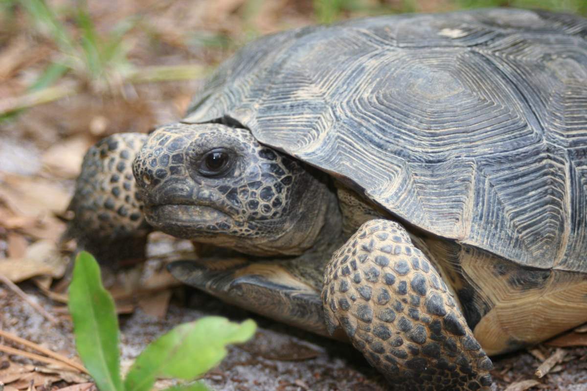 A gopher tortoise
