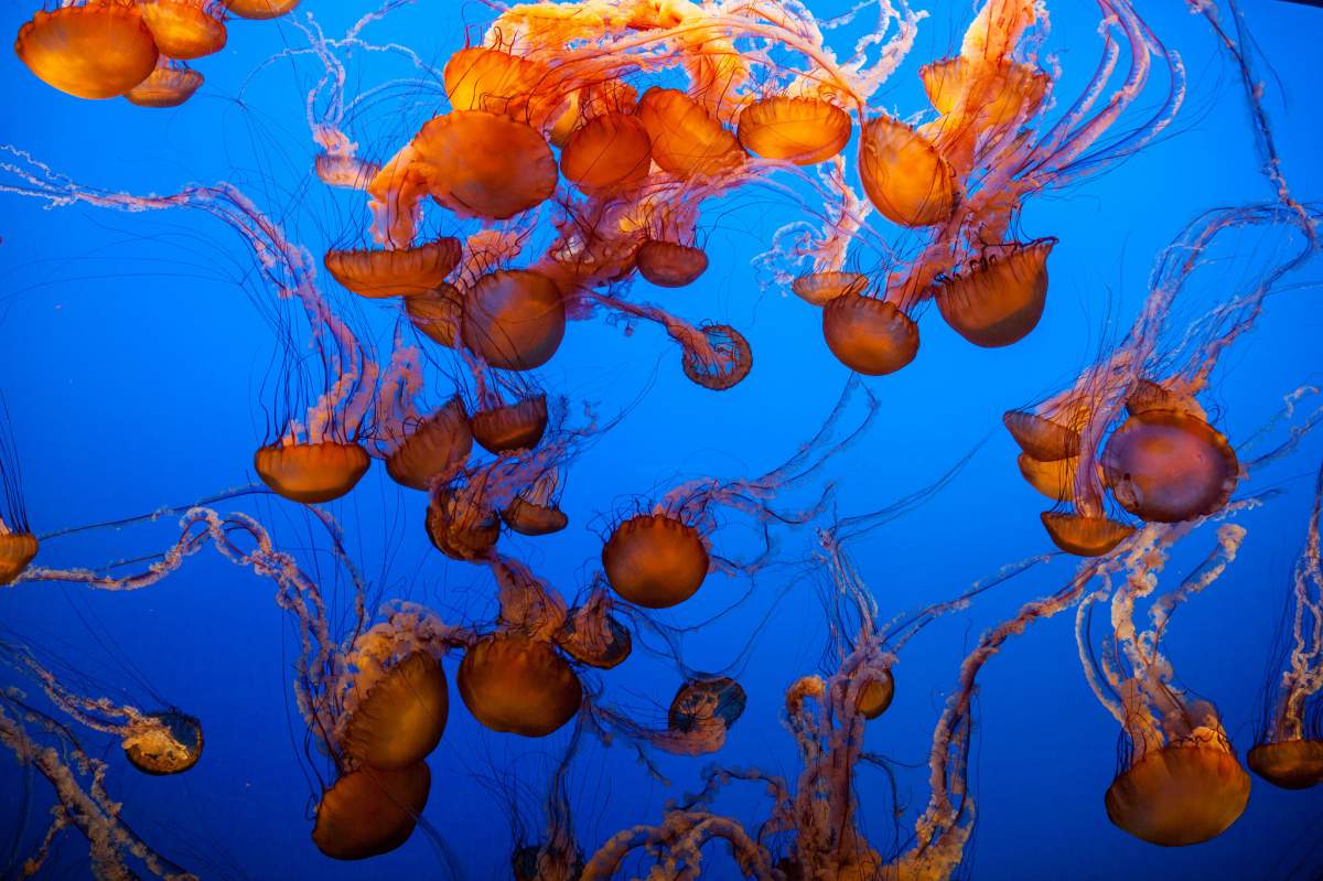 Jellyfish are 95% water, and therefore low in calories.