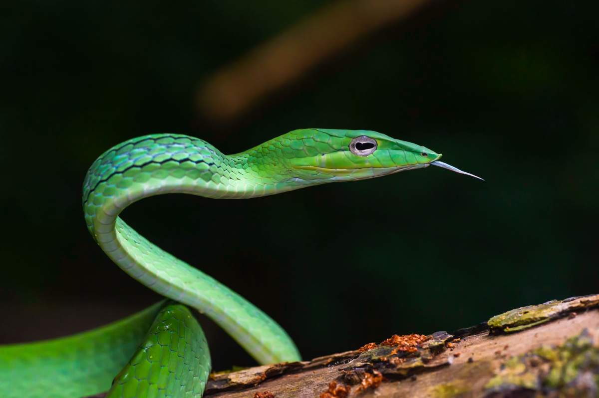People Are Endothermic, Snakes Are Ectothermic | amomentofscience - Indiana  Public Media