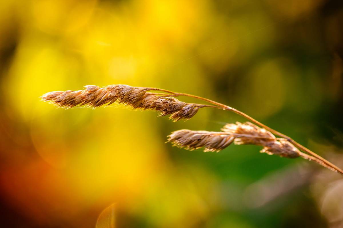 a close up image of wheat, out of focus background