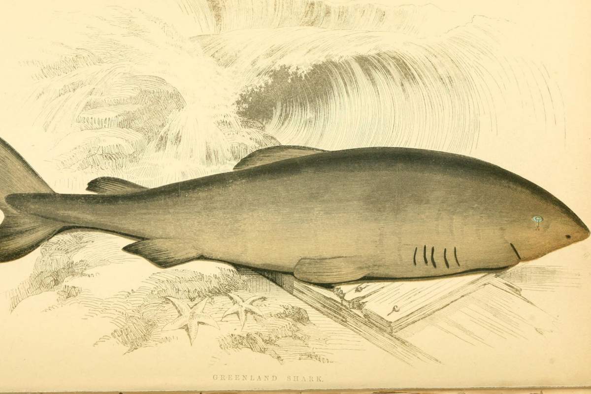 A Greenland shark (Somniosus microcephalus) is also sometimes referred to as the gray shark.  Image by Biodiversity Heritage Library (Flickr)