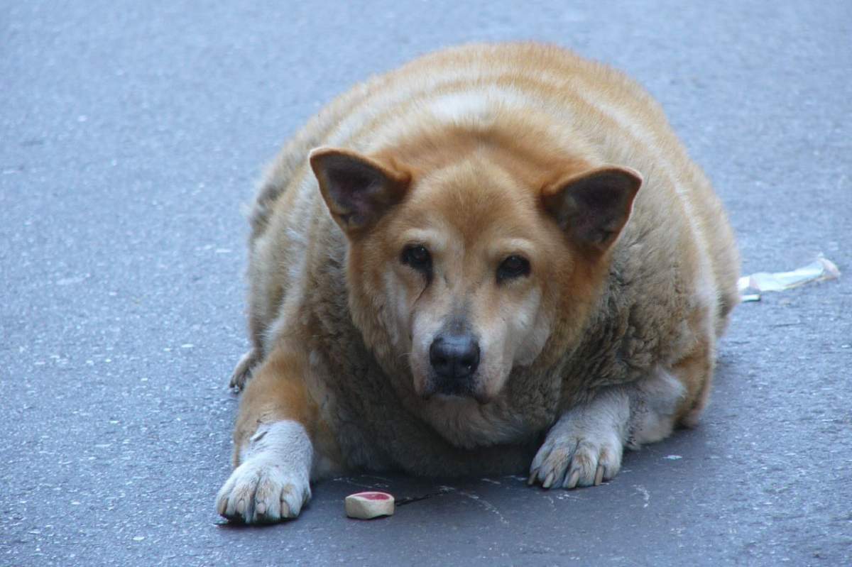 If you have an obese pet, you should talk frankly with a veterinarian about how to create a healthy lifestyle for your animal.