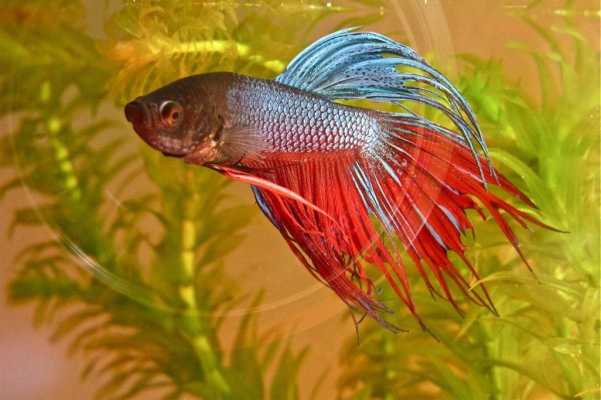 a red and blue betta fish