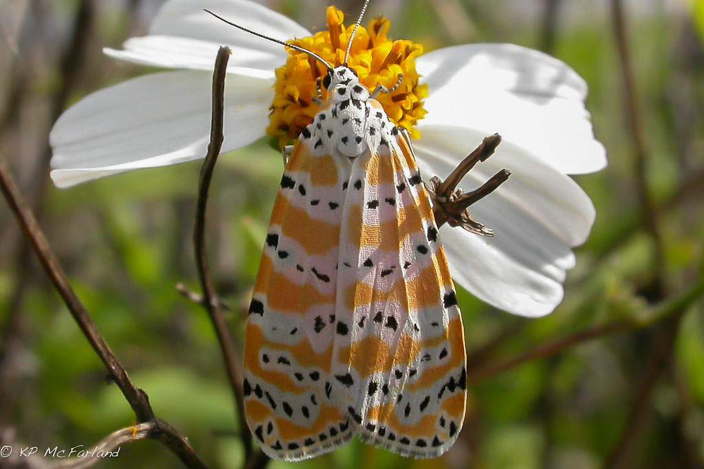 a rattlebox moth on a flower
