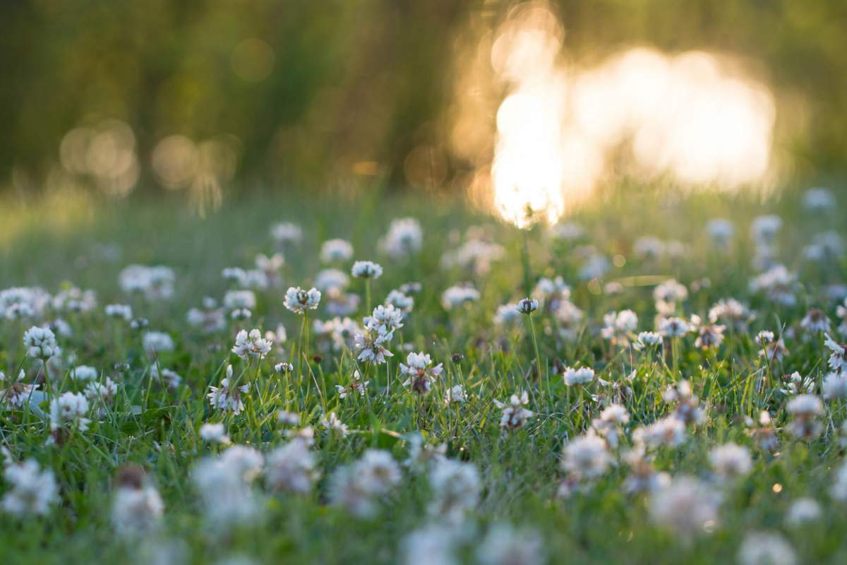 a close-up image of a clover field, sunlight reflected off a pond in the background