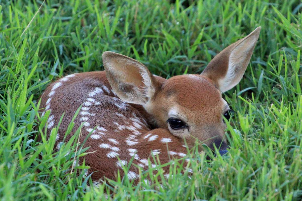Yes, this fawn is adorable. But if you found it in the wild like this, you shouldn't touch it.