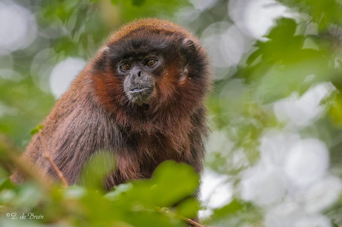 Scientists used coppery titi monkeys as test subjects in their experiments about the neurobiology of jealousy. Photo by Zweer de Bruin (Flickr)
