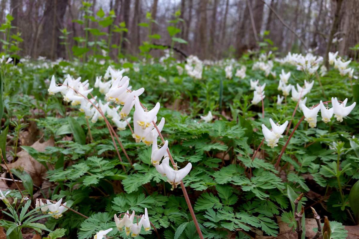 Dutchman's Breeches are formally known as Dicentra cucullaria.