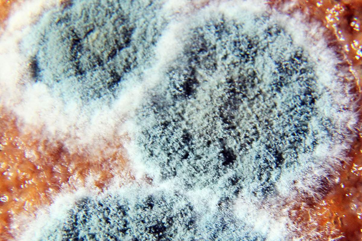 The mold pictured is rhizopus stolonifer. It's extremely common, and one that you've probably encountered regularly on old bread and fruits. (paweesit, Flickr)