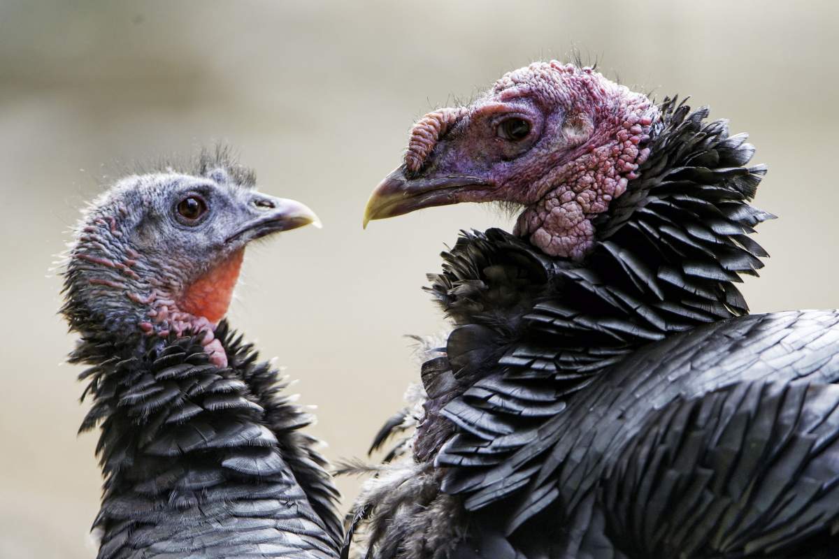 A female and male turkey. (Tambako The Jaguar, Flickr)