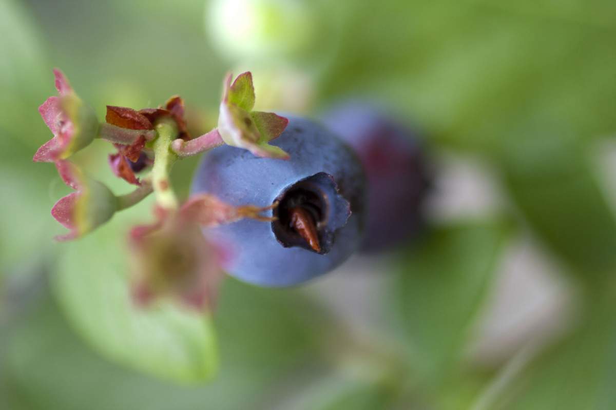 Blueberries contain simple and complex carbs. (Chris Gladis, Flickr)