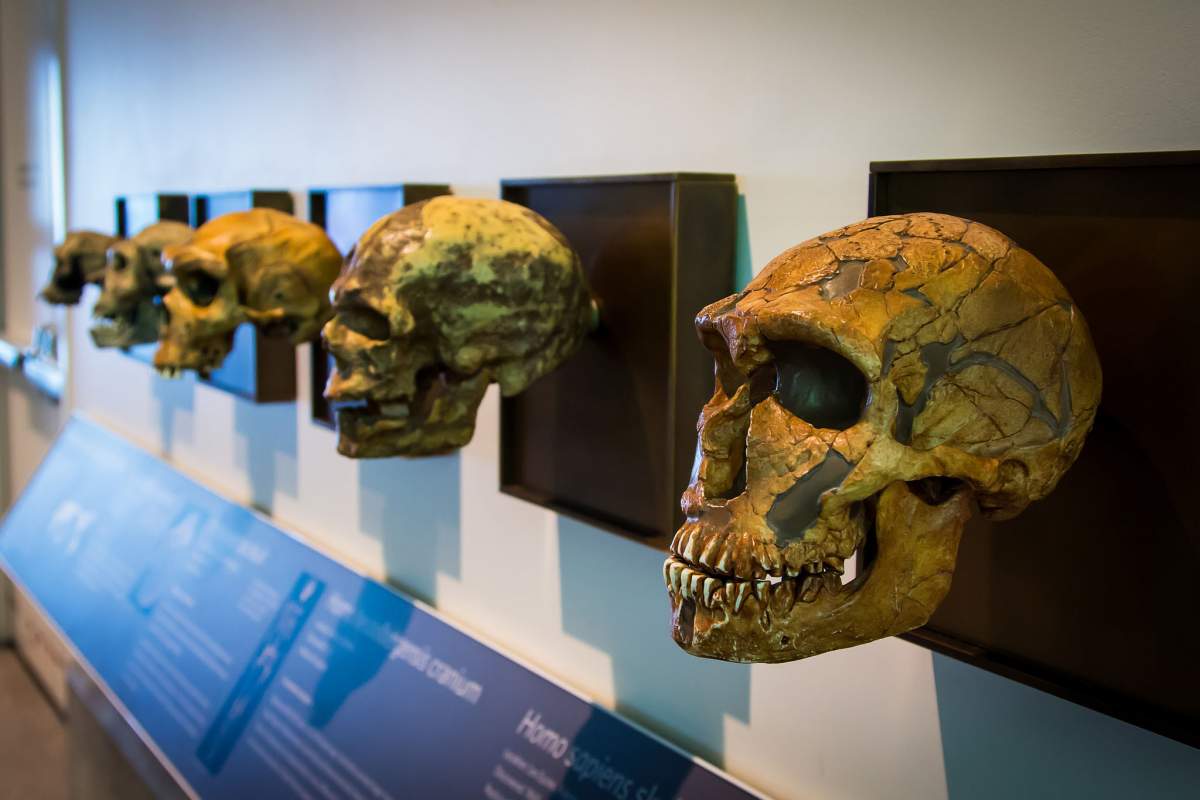 A neanderthal skull (melfoody, Flickr)