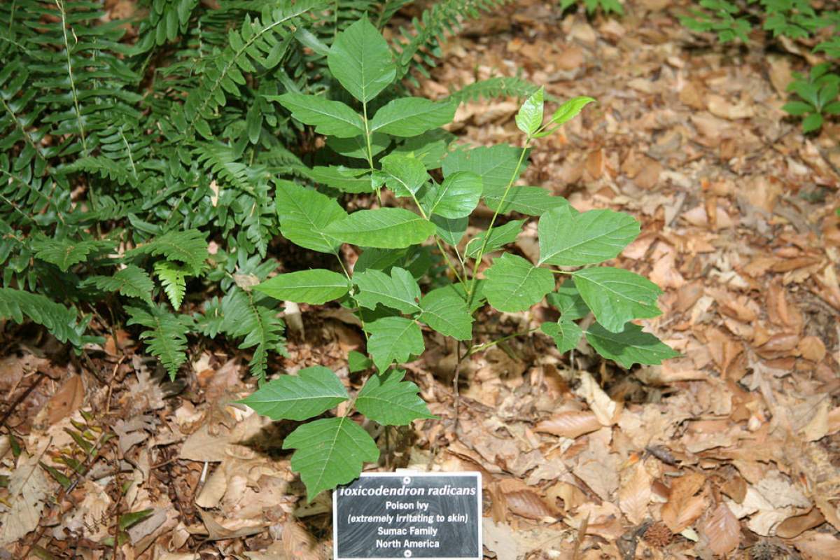 Poison Ivy's scientific name is Toxicodendron radicans. (Cliff, Flickr)