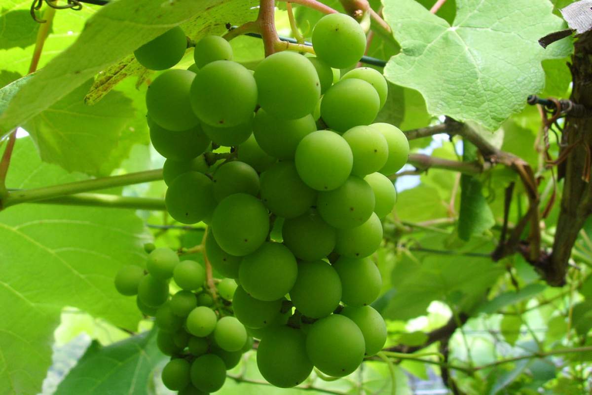 Grapes are a great source of fiber. (John Kacanagh, Flickr)