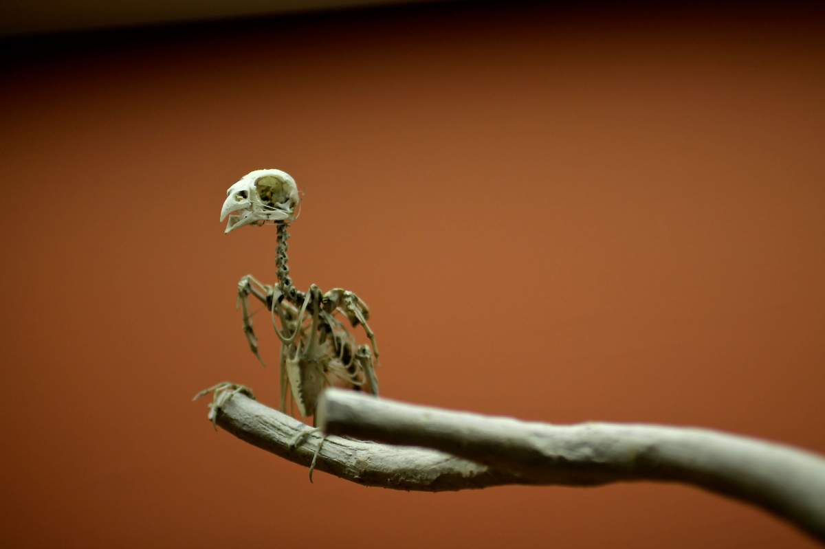 A bird's skeleton (rio, Flickr)